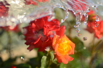 flowers in water spray