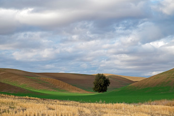 Fototapeta na wymiar landscape with wheat field 