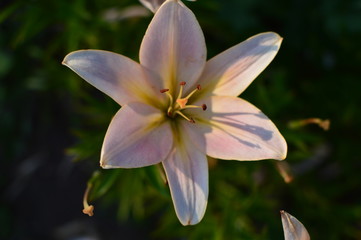 pink - white lily