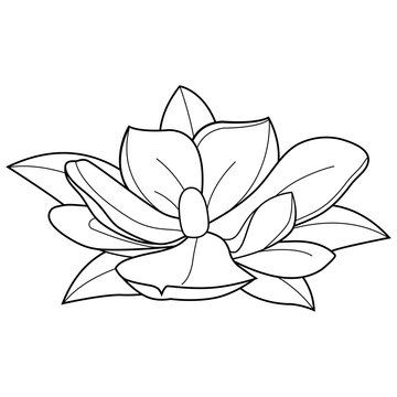 Magnolia flower. Vector black and white coloring page