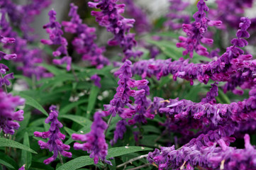 紫の花　アメジストセージ