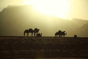 Fototapeta na wymiar Camels in Wadi Rum desert, Hashemite Kingdom of Jordan