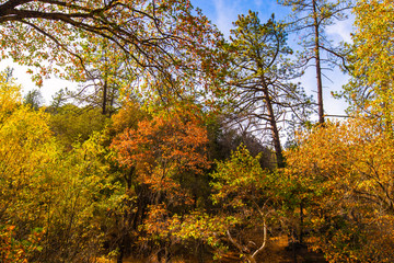 Colorful Autumn Leaves