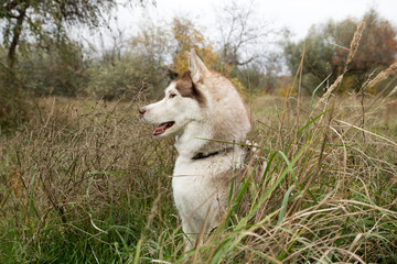 nice husky dog looking to playing or hunting in the grass in autumn park