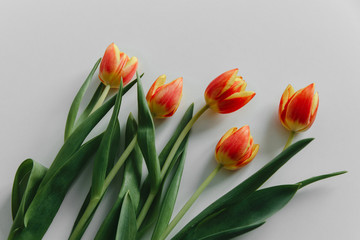 orange Tulip on light background. Easter and spring cards.