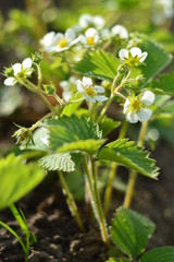 Blooming strawberry
