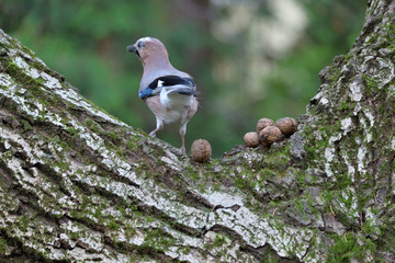 Eurasian Jay (Garrulus Glandarius) Looking for Food.