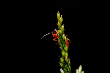 macro insect in the nature