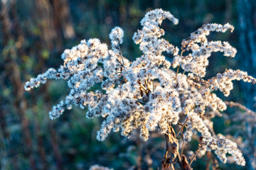 inflorescence