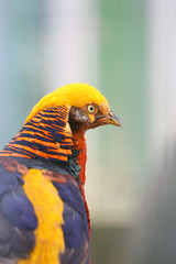 The golden pheasant is beautiful and comes from Asia.