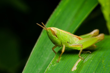 grasshopper on green grass