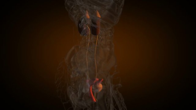 Woman urogenital system x-ray vie in loop