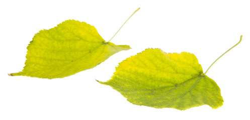 autumn yellow leaves isolated on white background