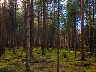 Obraz premium black forest in autumn