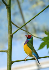 Bird amadina sitting on a branch, preparing to dance in front of the female.