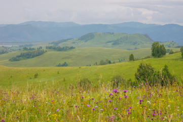 Fototapeta premium The hills and roads in the Altai