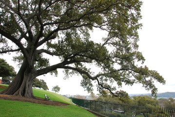 A bench under a big tree with the background of Sydney cityscape from the observatory hill park