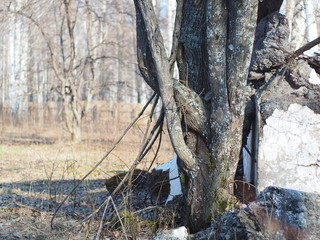 Obraz premium Tree in the spring. Russian spring nature. Russia, Ural, Perm Region
