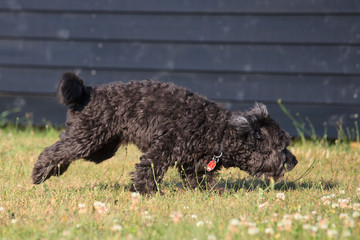 Hund auf der Pirsch