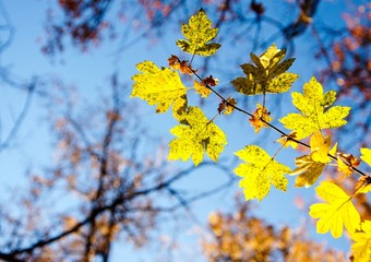 Yellow leaves of crataegus against the blue sky