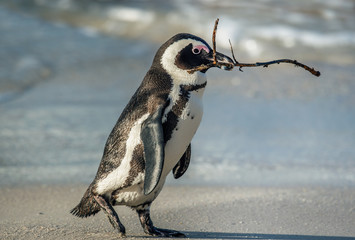 African penguin walk  on the sandy beach and carries a twig for building a nest. Nesting period....