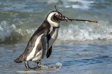 African penguin walk  on the sandy beach and carries a twig for building a nest. Nesting period. African penguin also known as the jackass penguin and black-footed penguin. Spheniscus demersus.