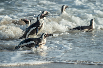 African penguins walk out of the ocean on the sandy beach. African penguin also known as the jackass penguin and black-footed penguin. Sciencific name: Spheniscus demersus. South Africa.
