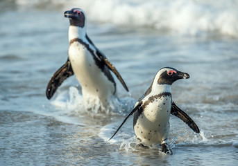 African penguins walk out of the ocean on the sandy beach. African penguin also known as the jackass penguin and black-footed penguin. Sciencific name: Spheniscus demersus. South Africa.