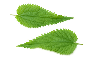 nettle leaf isolated on white background. medical herbs.