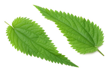 Naklejka na ściany i meble nettle leaf isolated on white background. medical herbs.