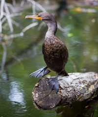 Double-crested Cormorant