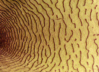 Inner details of a stapelia gigantea succulent yellow flower.