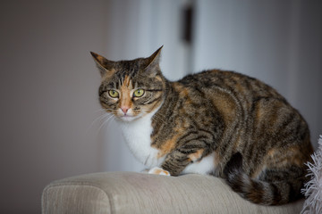 Fototapeta premium Grumpy cat