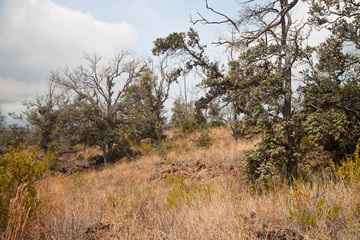 Hawaii Dry Side Wooded Land