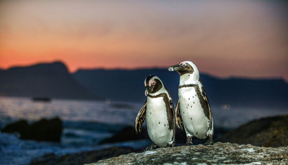 African penguins on the rock coast at sunset twilight. African penguin ( Spheniscus demersus) also known as the jackass penguin and black-footed penguin. Boulders colony. Cape Town. South Africa