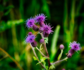 thistle in the morning light