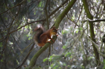 squirrel on a tree