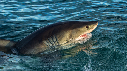 Fototapeta premium Great white shark with open mouth in ocean. Great White Shark in attack. Scientific name: Carcharodon carcharias. South Africa.