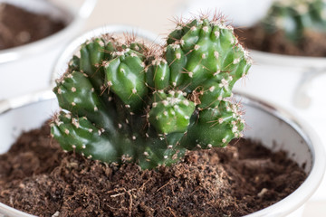 Different cactus in pots.