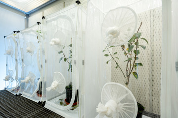 Forschung an Kulturpflanzen, Klimakammer, Käfige mit Pflanzen zur Anzucht von Schädlingen