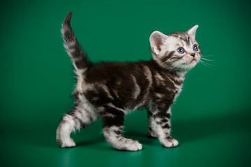 American shorthair cat on colored backgrounds