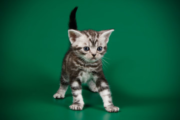 American shorthair cat on colored backgrounds