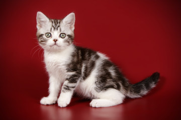 American shorthair cat on colored backgrounds