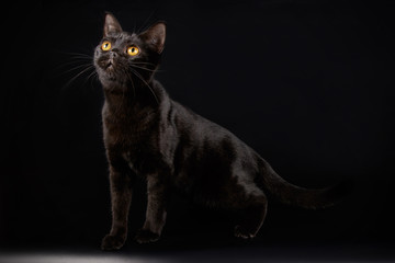 American shorthair cat on colored backgrounds
