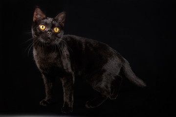 American shorthair cat on colored backgrounds