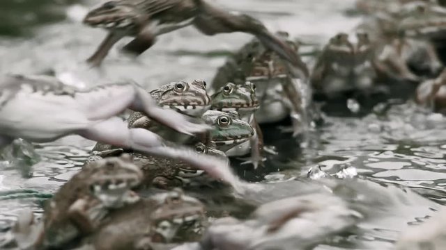 Many Frog in Farm