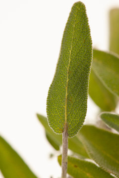 Green sage leaves  osolated over white background