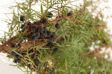 Juniper ripe and green seeds on a branch