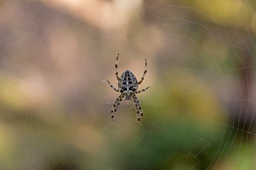 Spinne - Einzeln