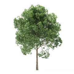 Alder. Tree isolated on white background. 3D rendering. - obrazy, fototapety, plakaty